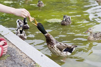 Feeding the Ducks